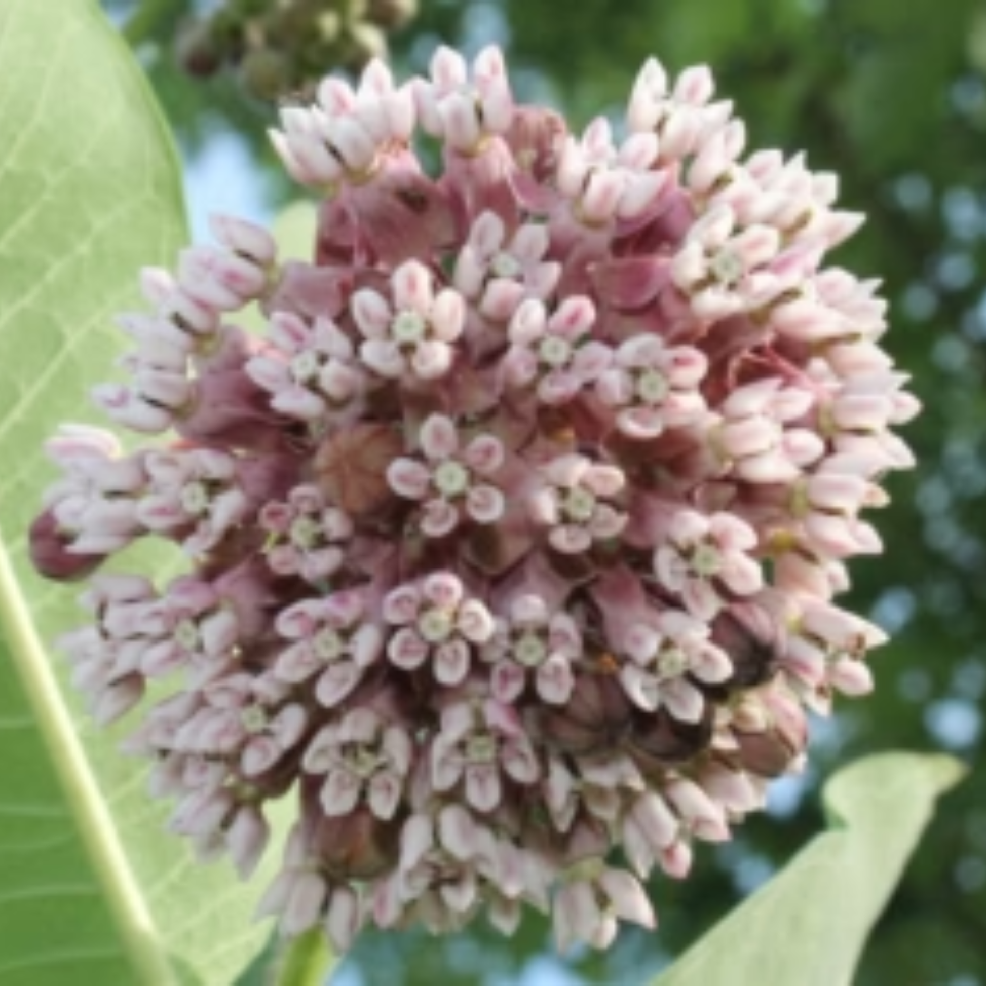 Pink milkweed flowers fully opened and in bloom