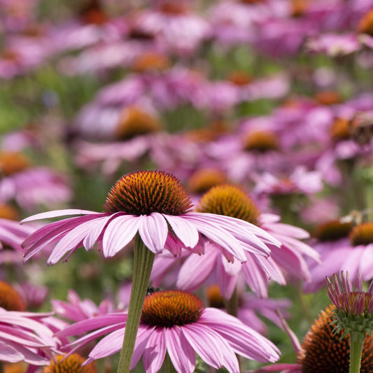 Close-up of pink coneflowers with a blurred background