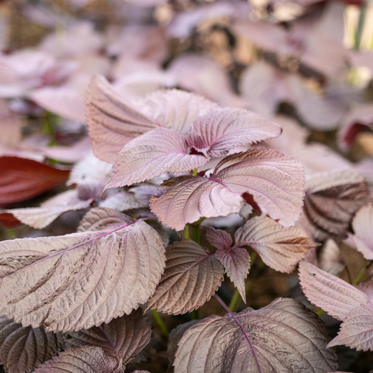 Close-up of Purple Shiso Perilla leaves showing purple color and textured foliage growing in the garden