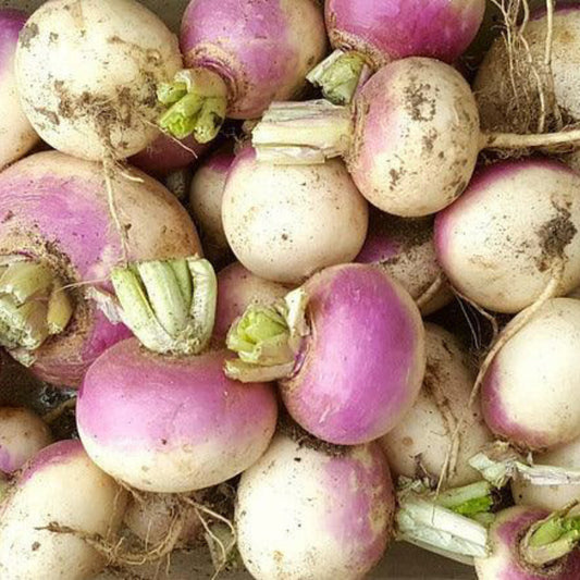Purple Top White Globe Turnip