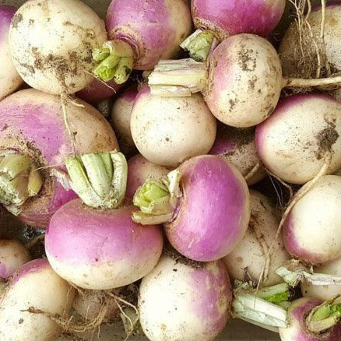 Build Your Own Heirloom Seed Collection
