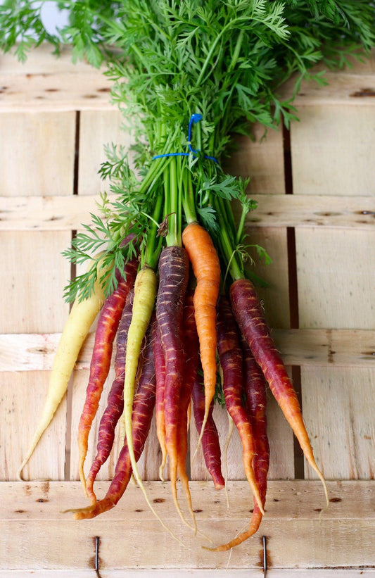 Rainbow Blend Carrot Mix - Cheap Seeds, LLC