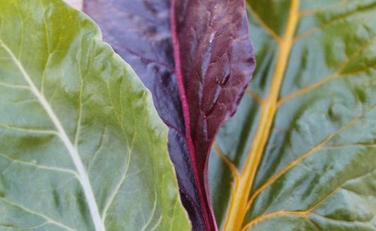 Rainbow Swiss Chard Mix - Cheap Seeds, LLC