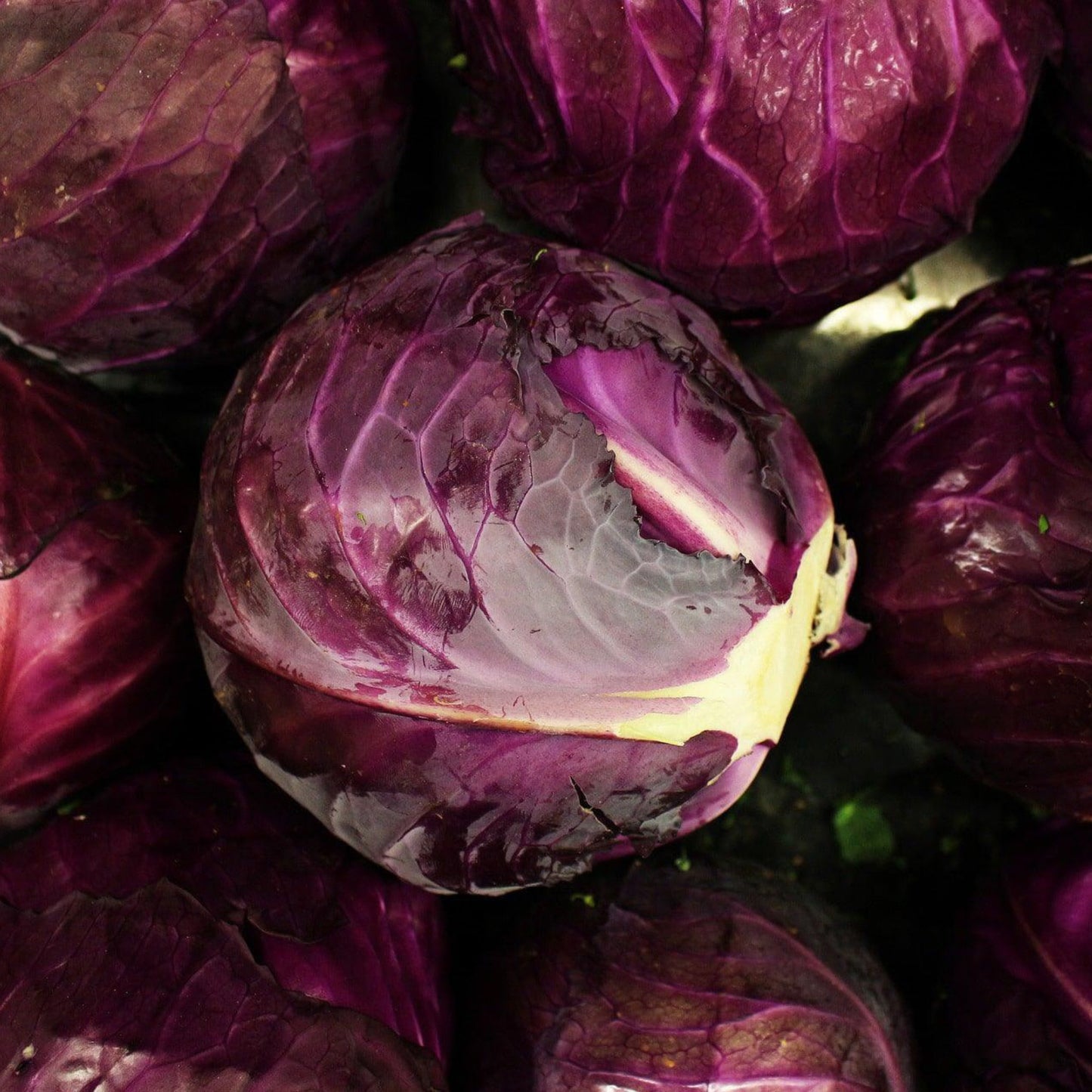 Build Your Own Heirloom Seed Collection
