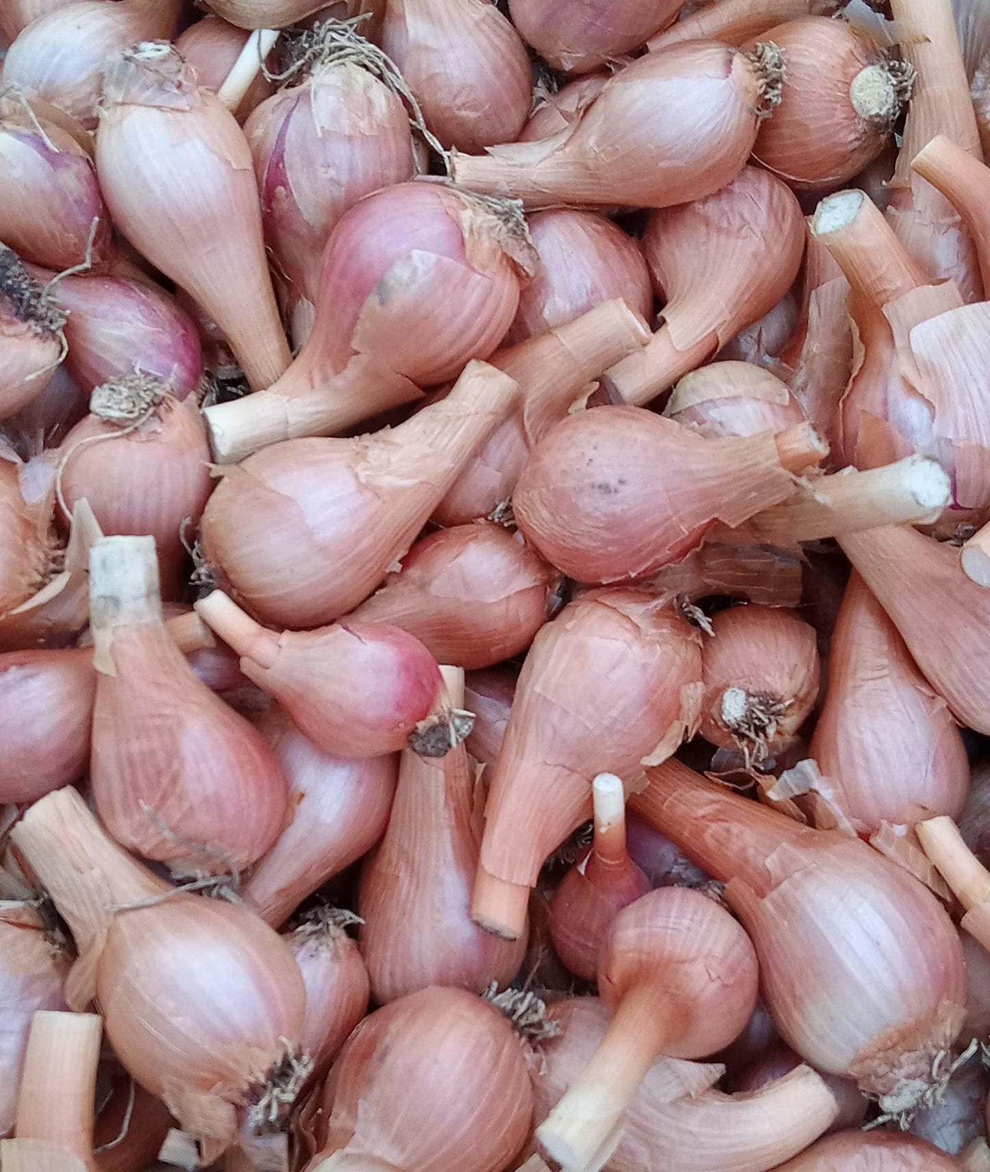 Red Catawissa Walking Onions