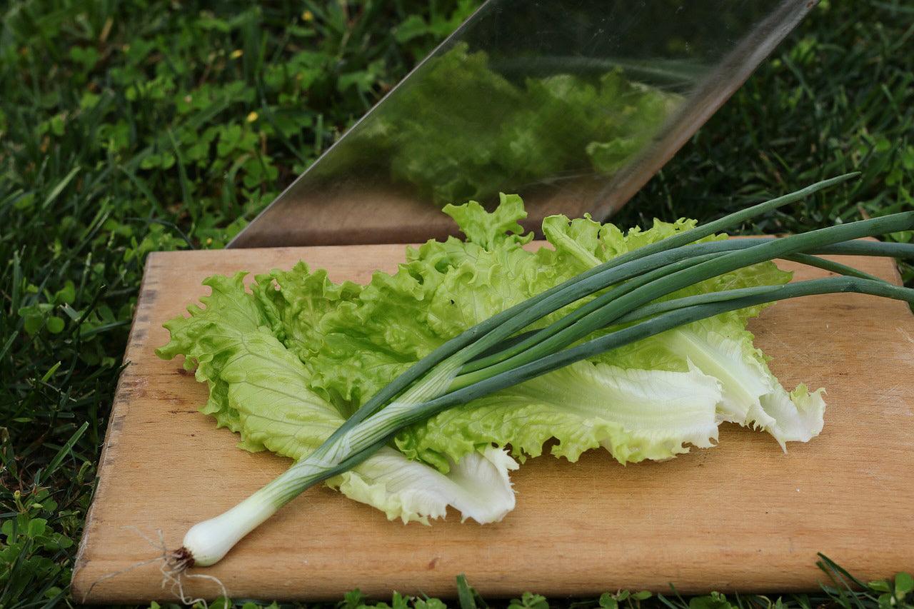 Romaine Parris Island Cos Lettuce - Cheap Seeds, LLC