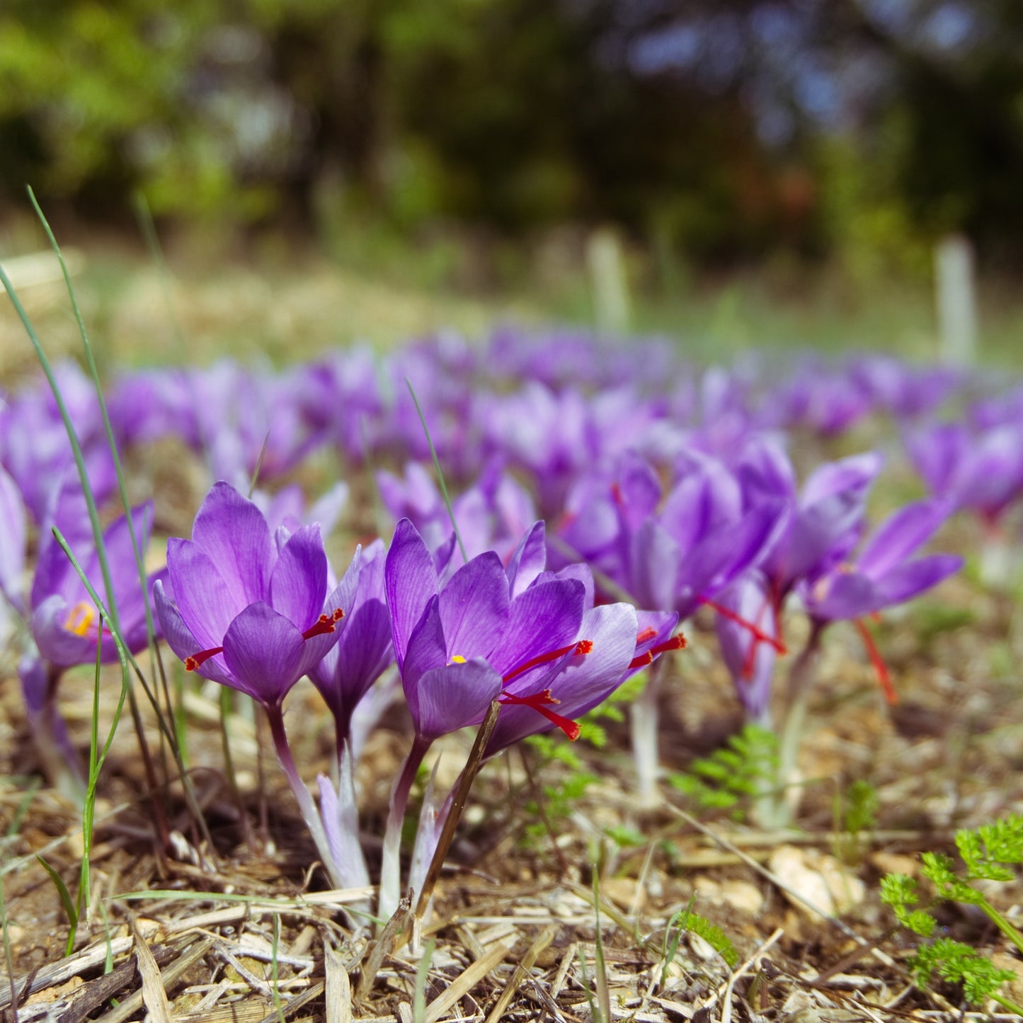 saffron flowers blooming in a field with the saffron threads ready to be harvested.