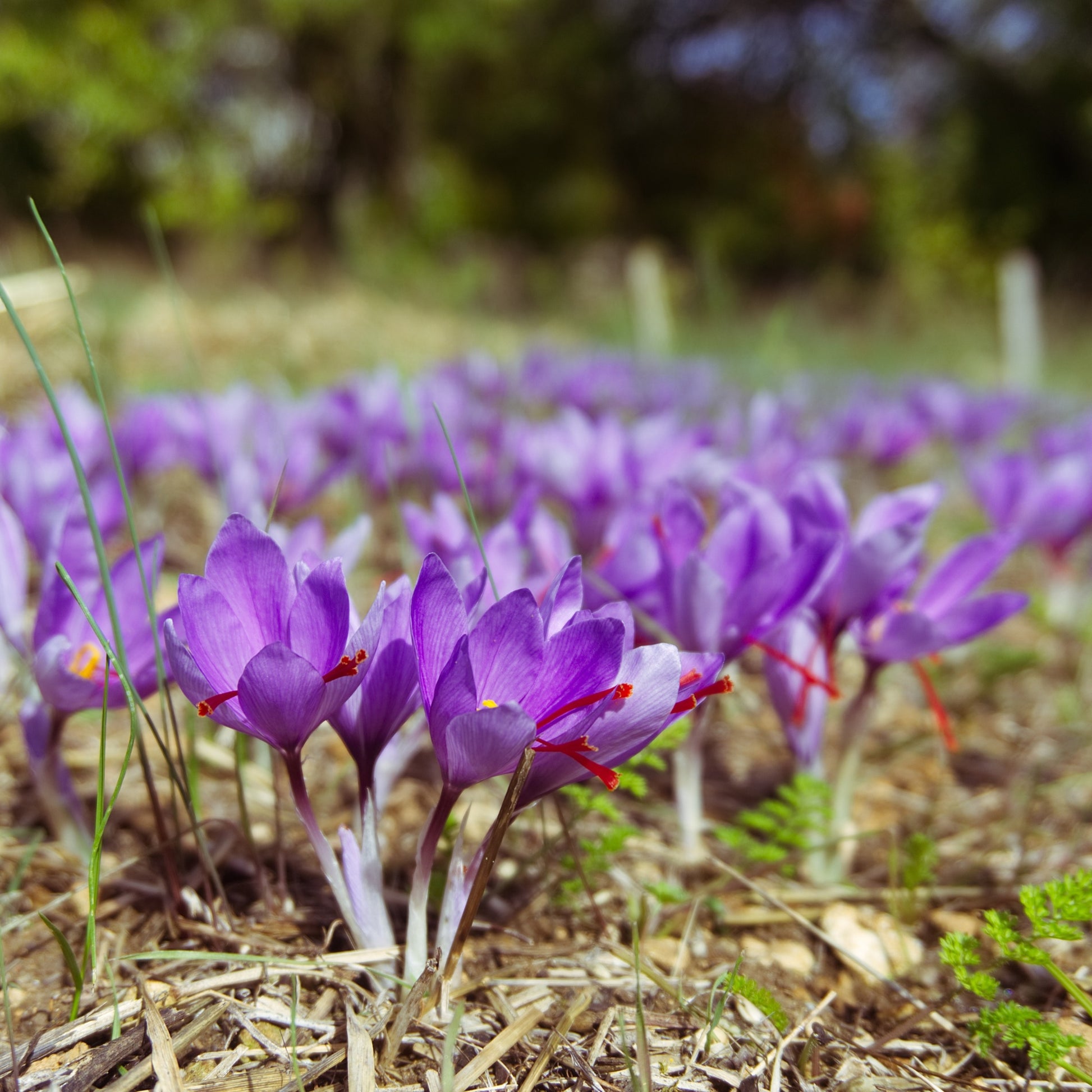 saffron flowers blooming in a field with the saffron threads ready to be harvested.