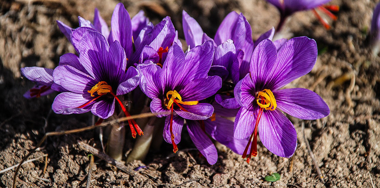 9/10 cm Saffron Bulbs (Crocus sativus)