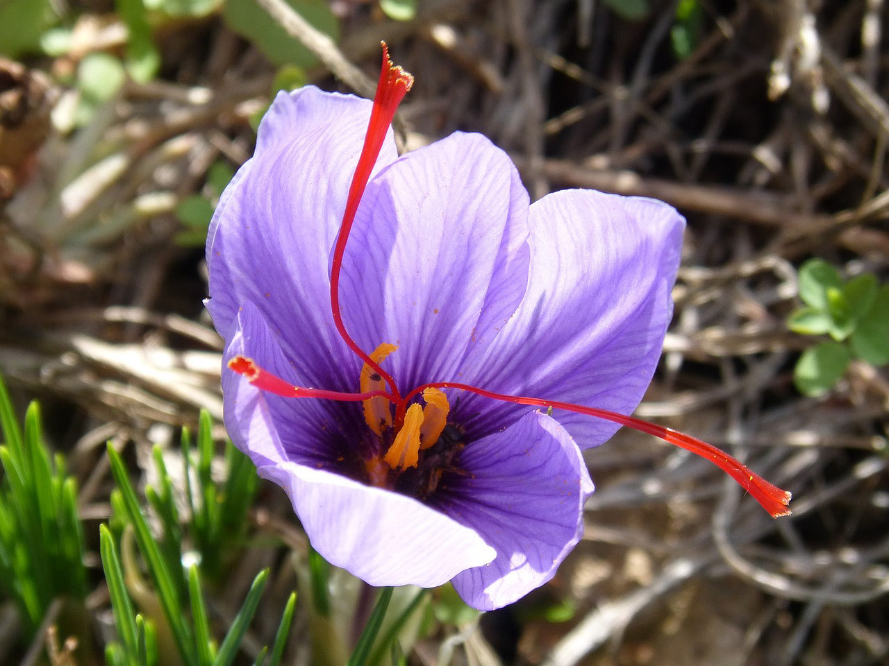 9/10 cm Saffron Bulbs (Crocus sativus)