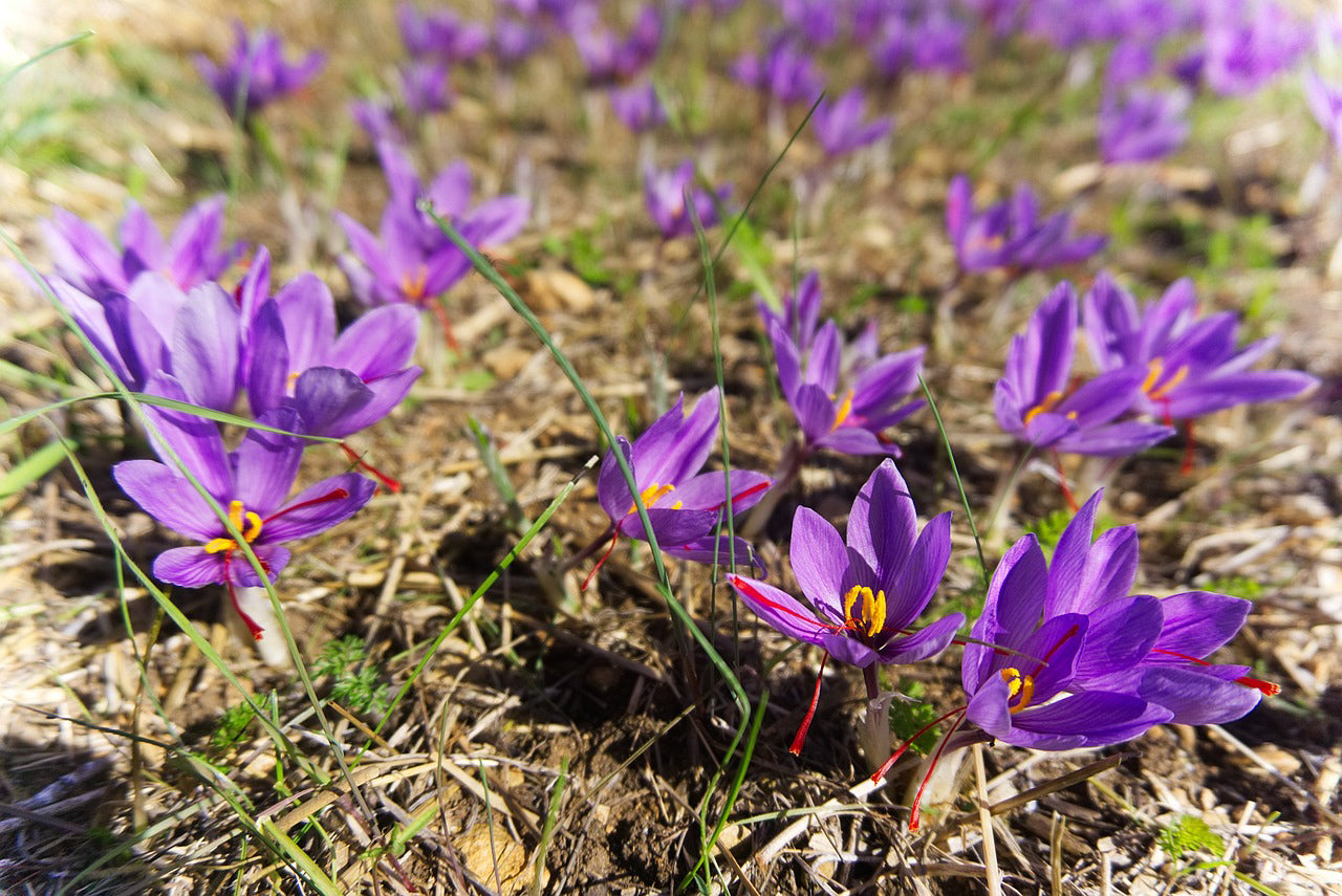 9/10 cm Saffron Bulbs (Crocus sativus)