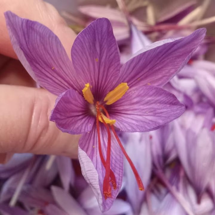 9/10 cm Saffron Bulbs (Crocus sativus)
