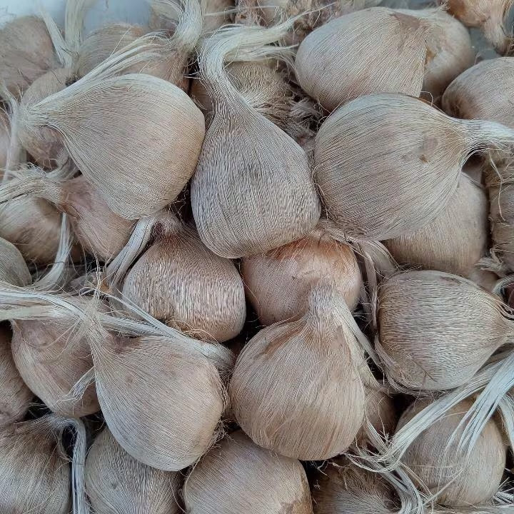 9/10 cm Saffron Bulbs (Crocus sativus)