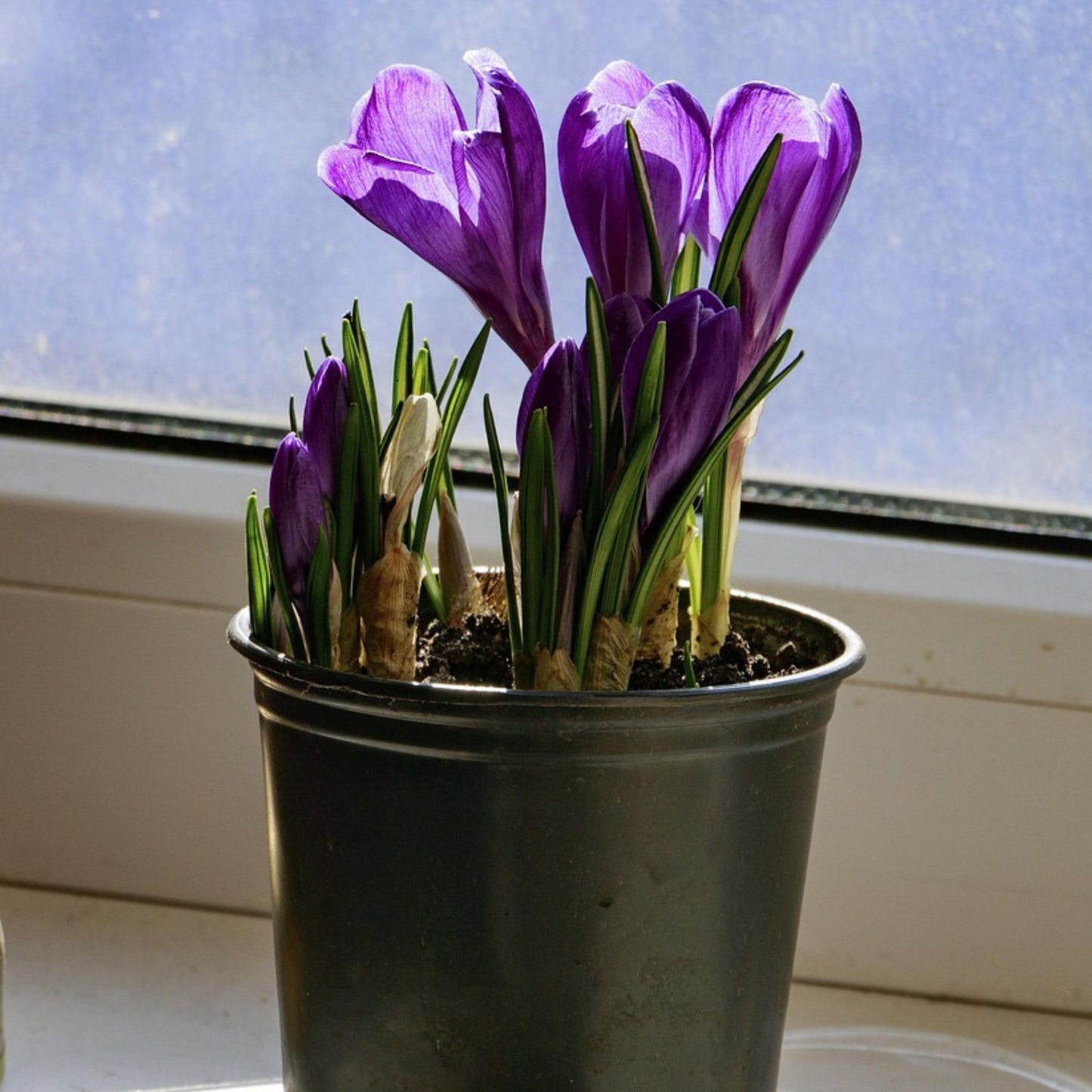 saffron bulbs growing indoors in a growing pot near a windowsill.