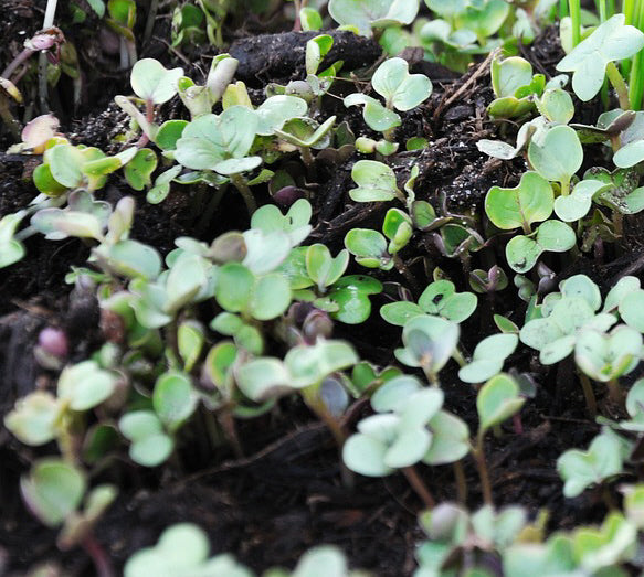 Build Your Own Heirloom Seed Collection