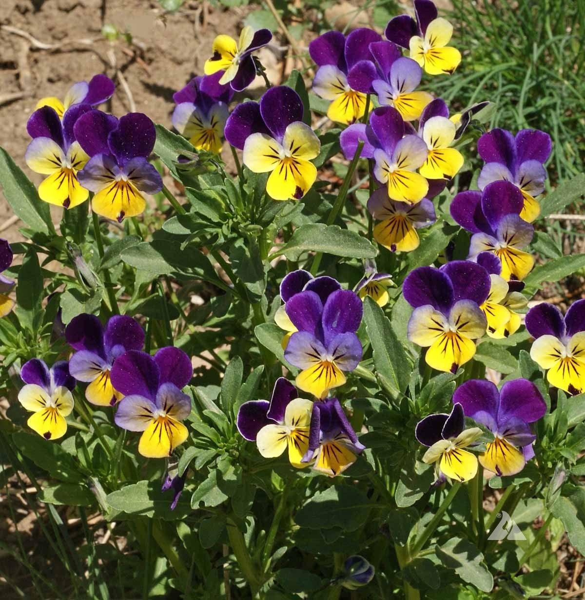 Shade Flower Mix - Cheap Seeds, LLC