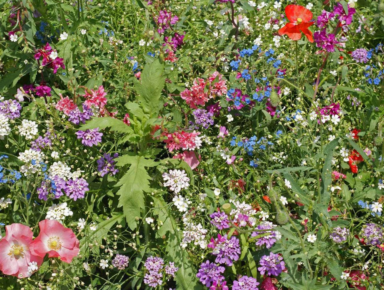 Shade Flower Mix - Cheap Seeds, LLC