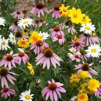 Shade Flower Mix - Cheap Seeds, LLC