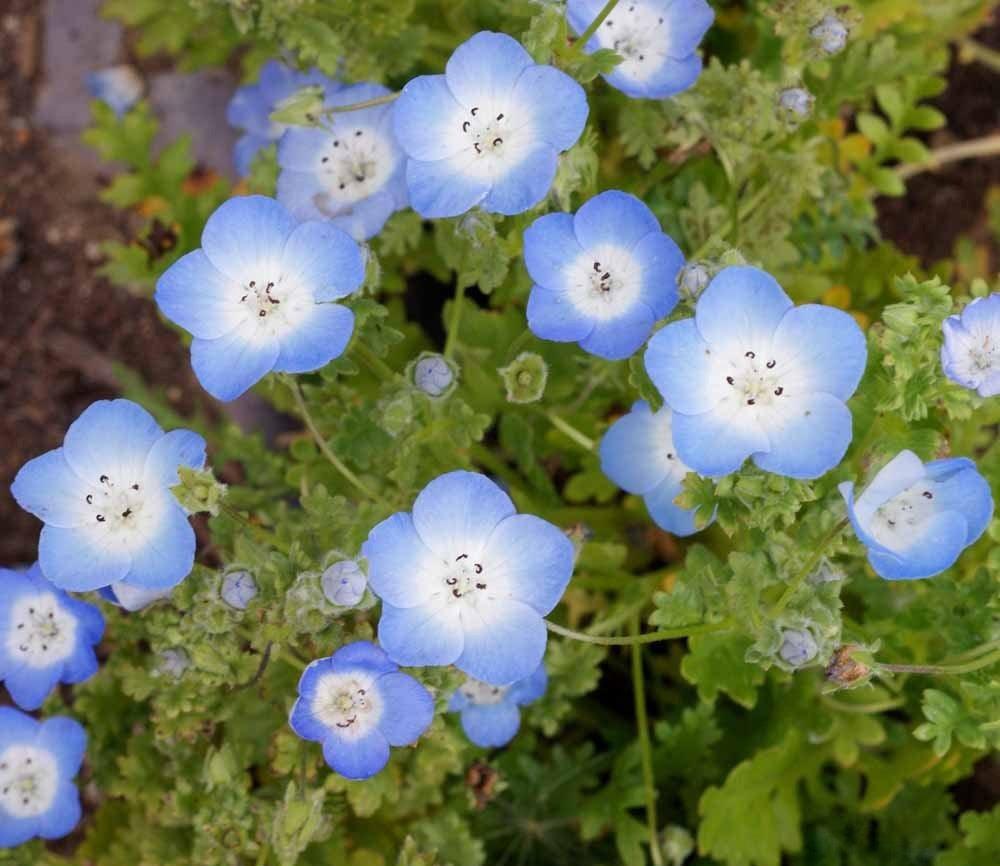 Shade Flower Mix - Cheap Seeds, LLC