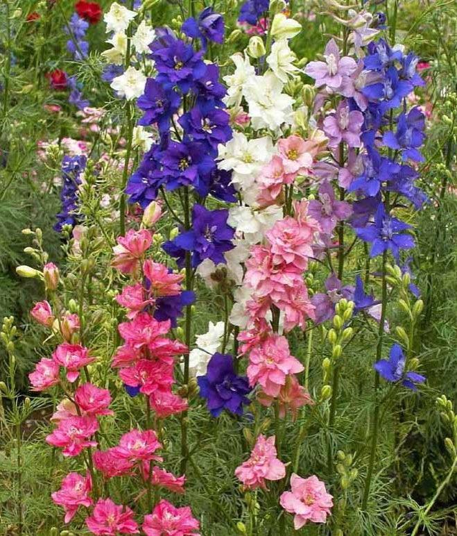 Shade Flower Mix - Cheap Seeds, LLC