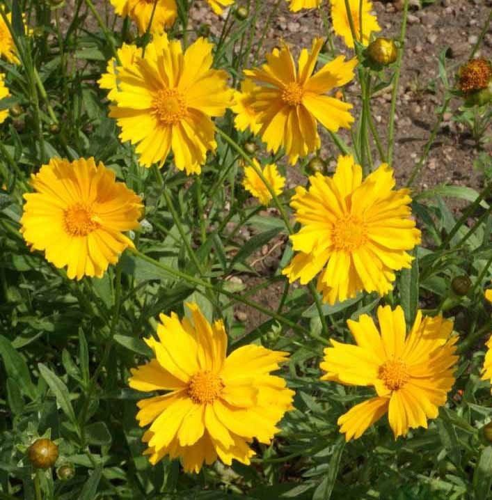 Shade Flower Mix - Cheap Seeds, LLC