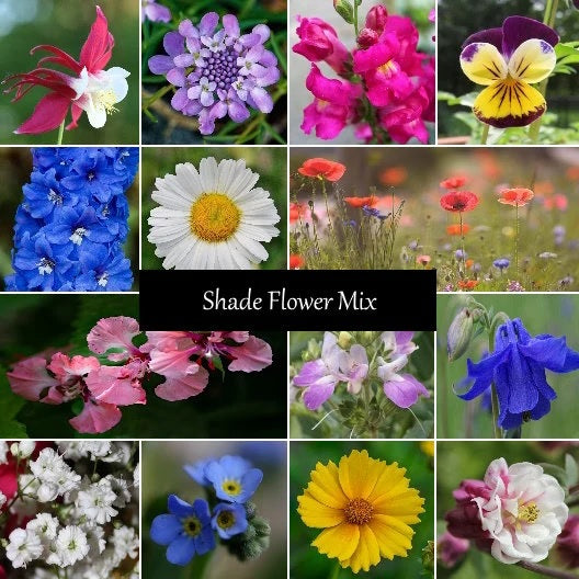 Shade Flower Seed Mix
