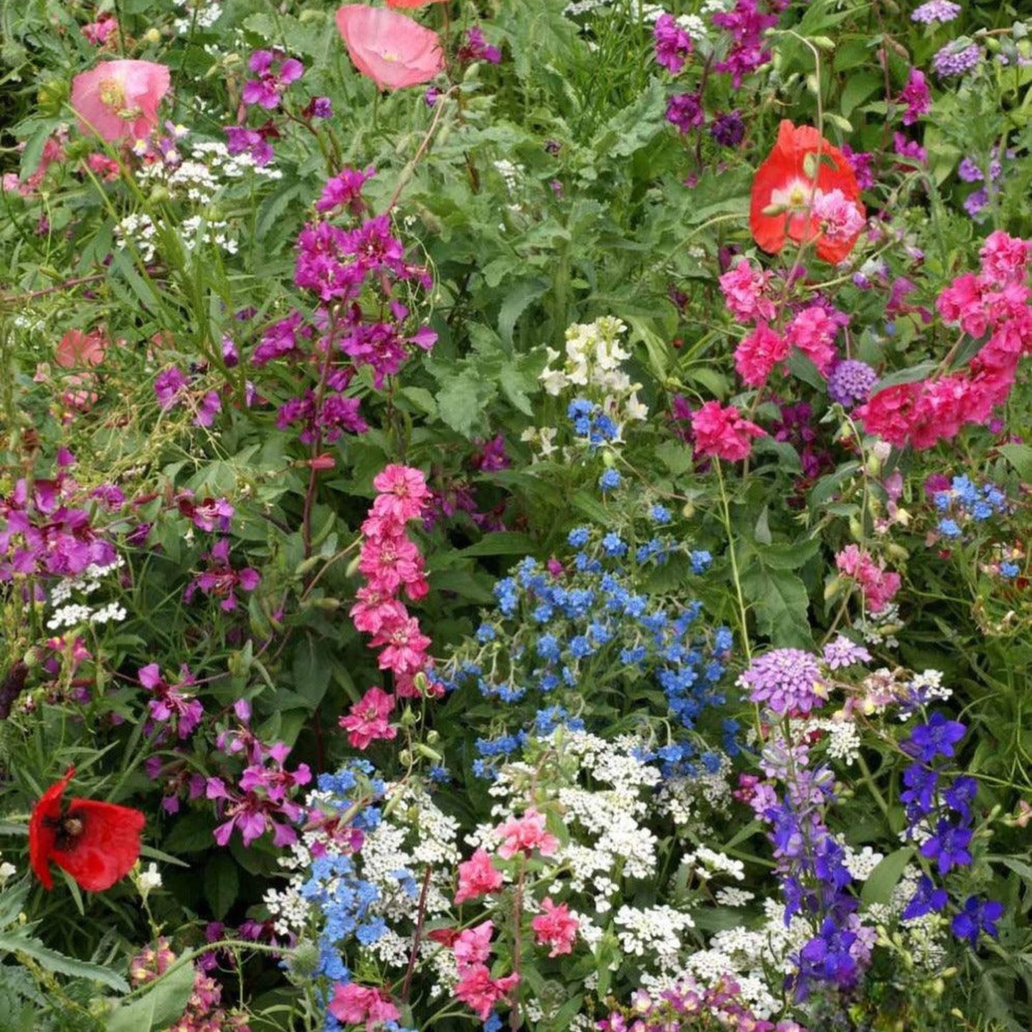 Shade Flower Seed Mix