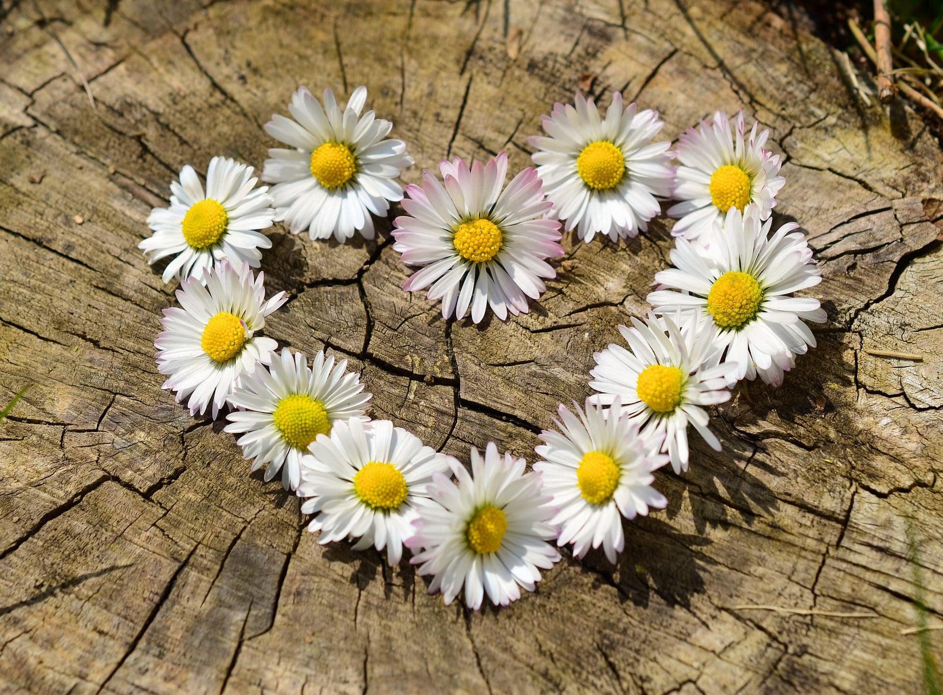 close up of shasta daisy flowers arranged in a heart shape