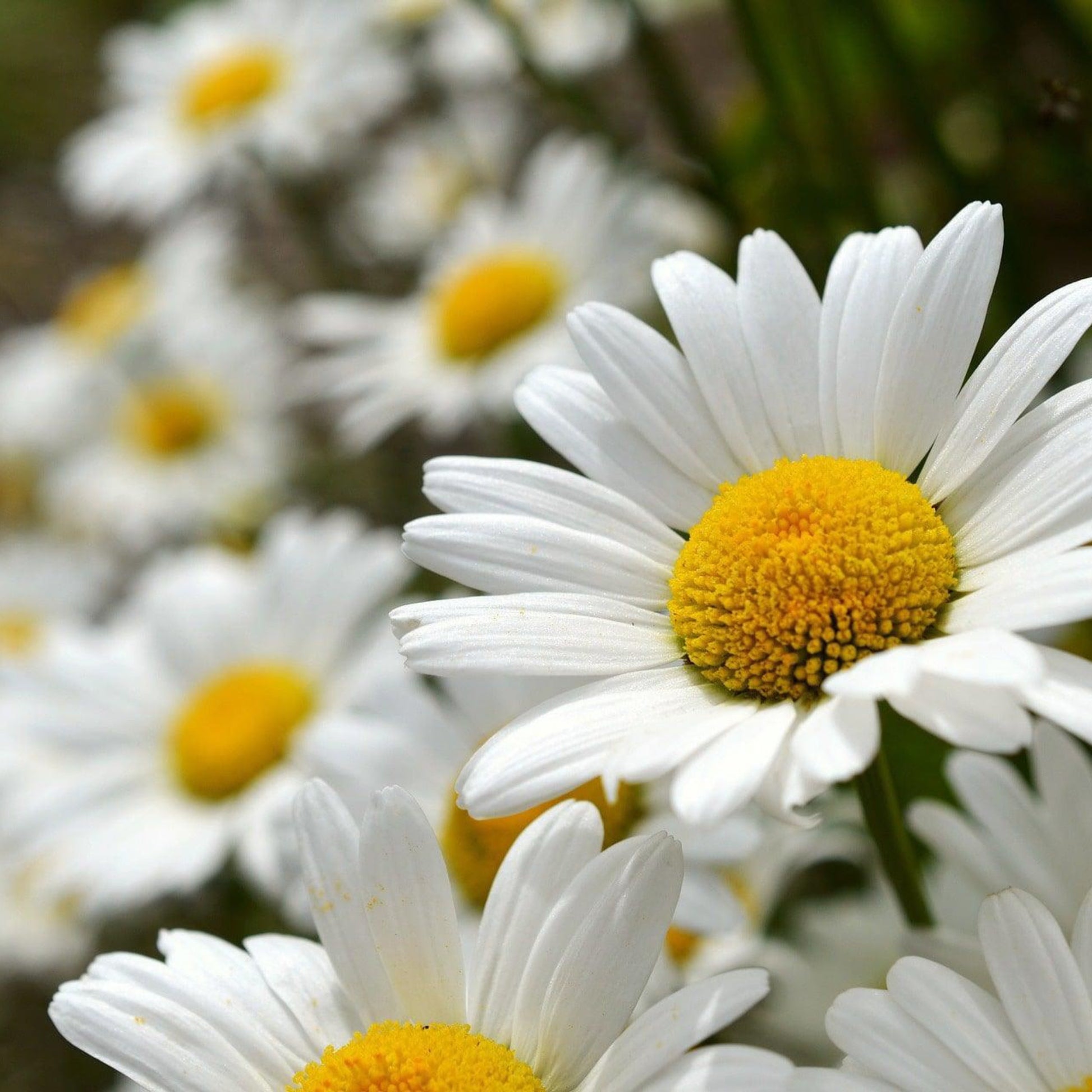 Close-up of white daisies with yellow centers in a garden setting