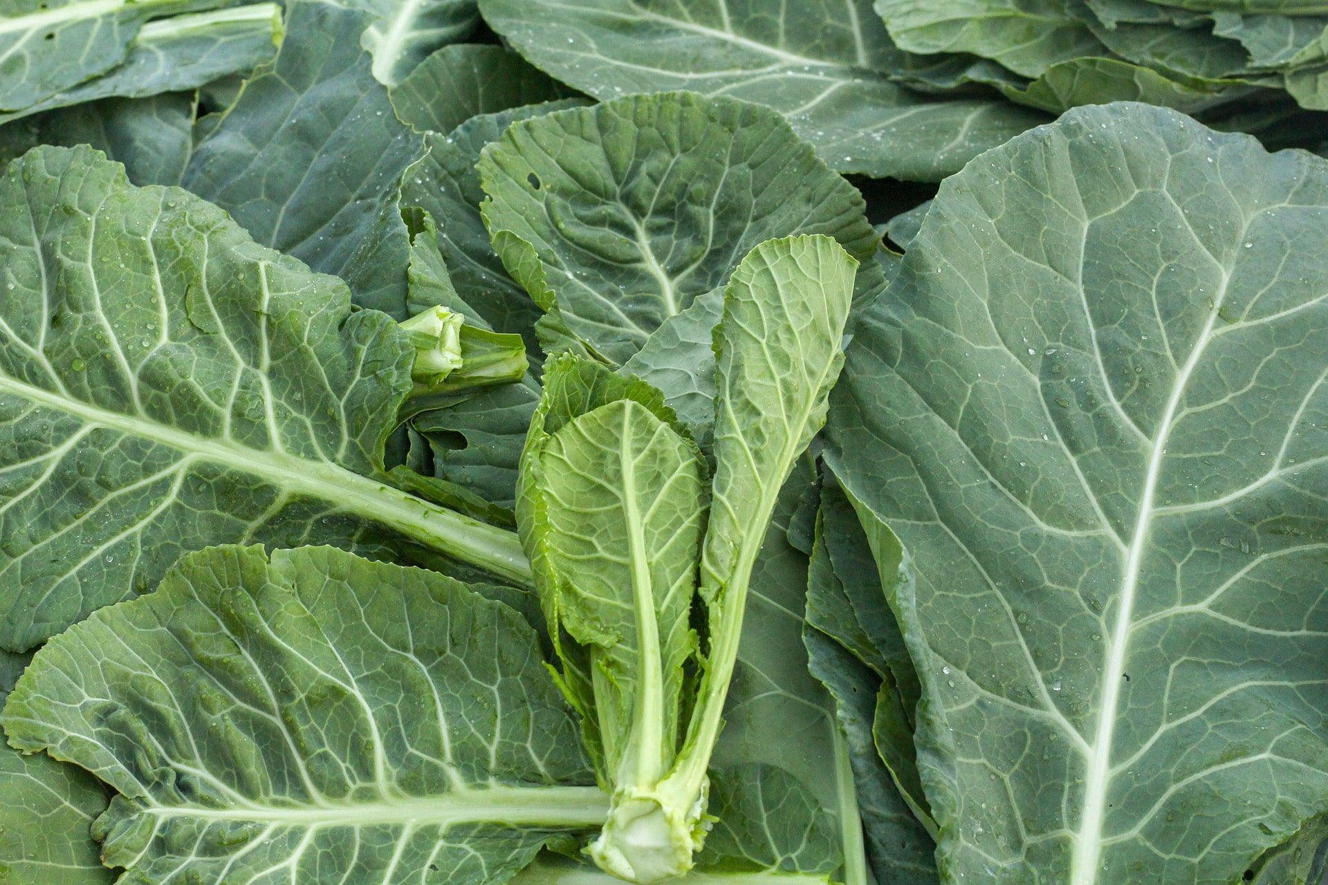 Southern Georgia Collards - Cheap Seeds, LLC