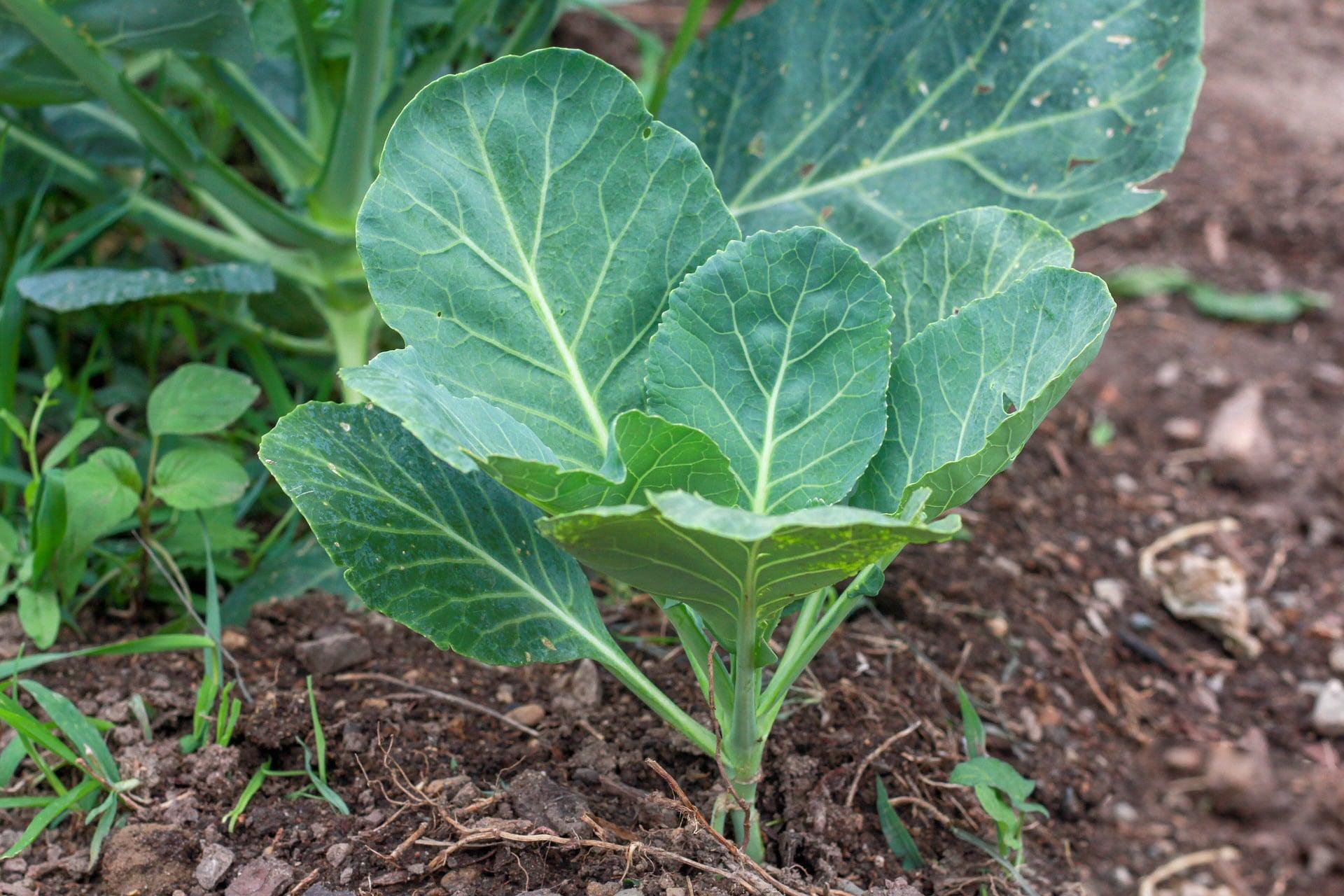 Southern Georgia Collards - Cheap Seeds, LLC