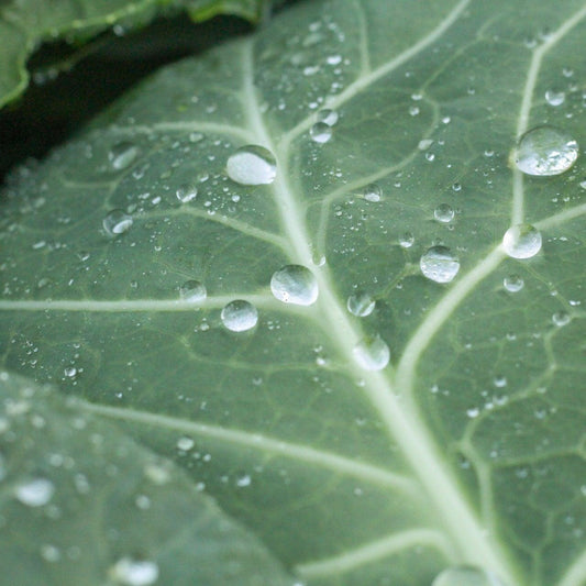Southern Georgia Collards