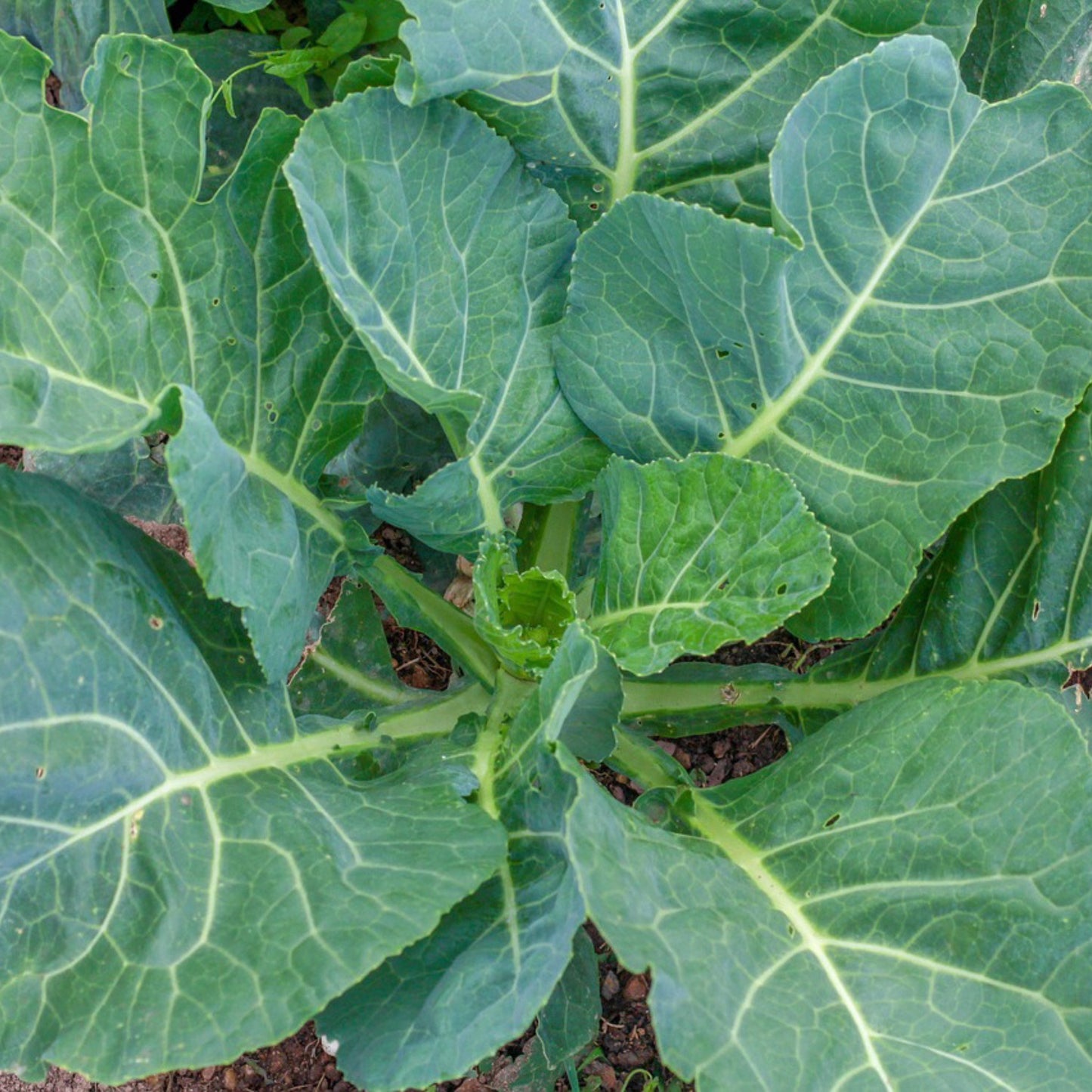 Southern Georgia Collards