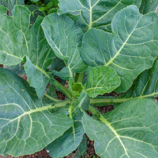 Southern Georgia Collards