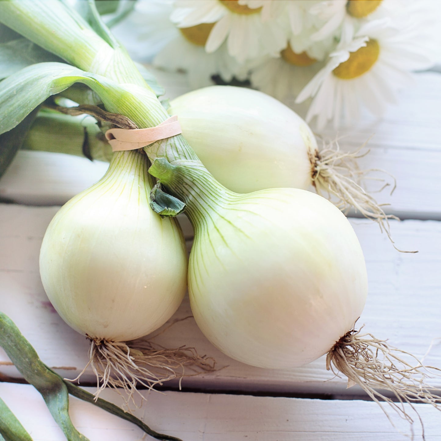 Southport White Globe Onion