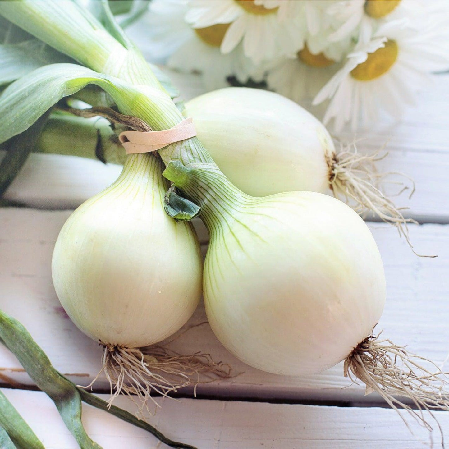 Build Your Own Heirloom Seed Collection