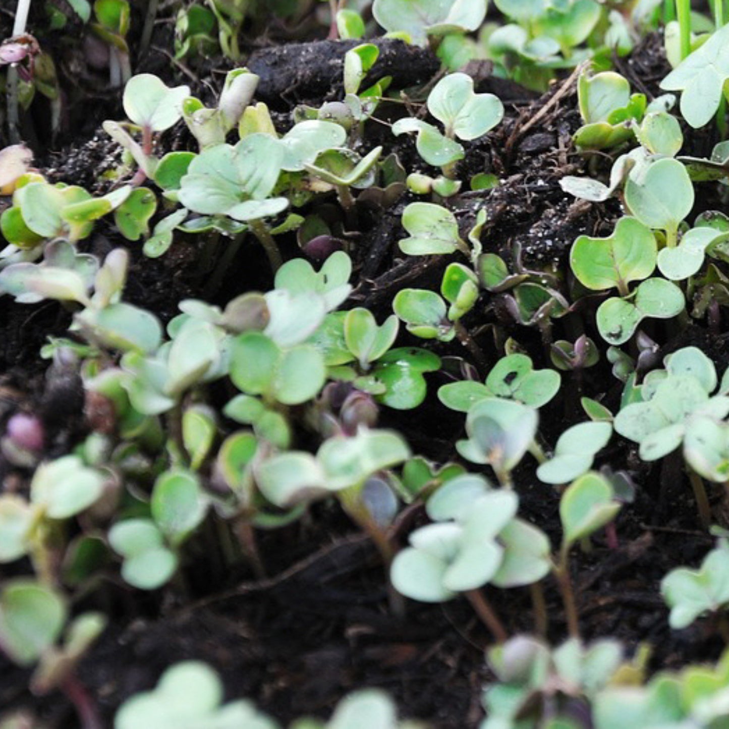 Build Your Own Heirloom Seed Collection