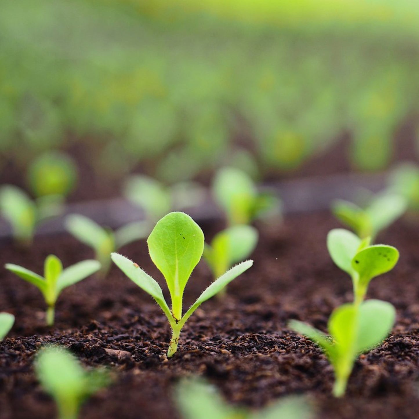 Build Your Own Heirloom Seed Collection
