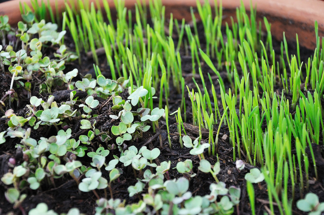 Build Your Own Heirloom Seed Collection