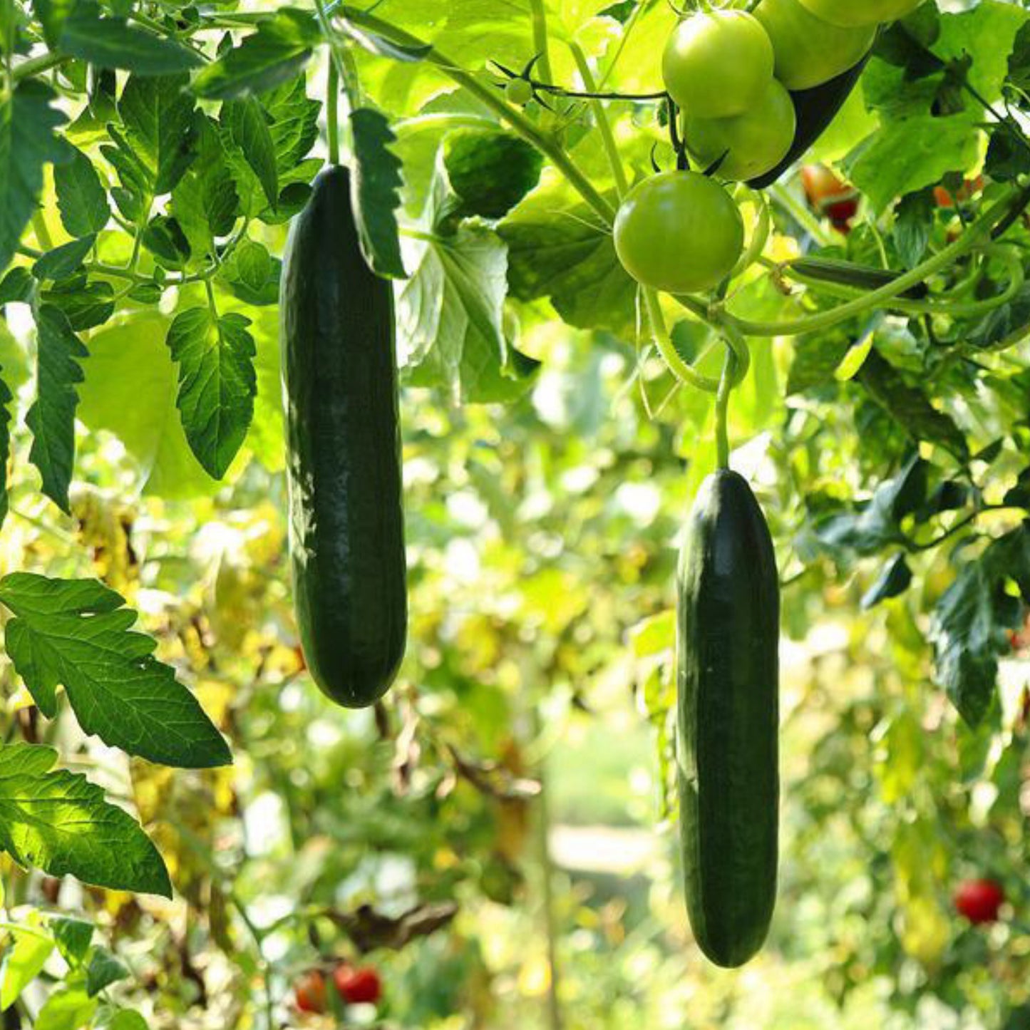 Build Your Own Heirloom Seed Collection