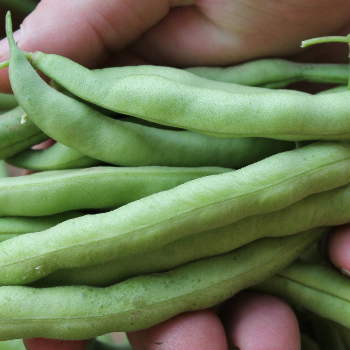 Build Your Own Heirloom Seed Collection