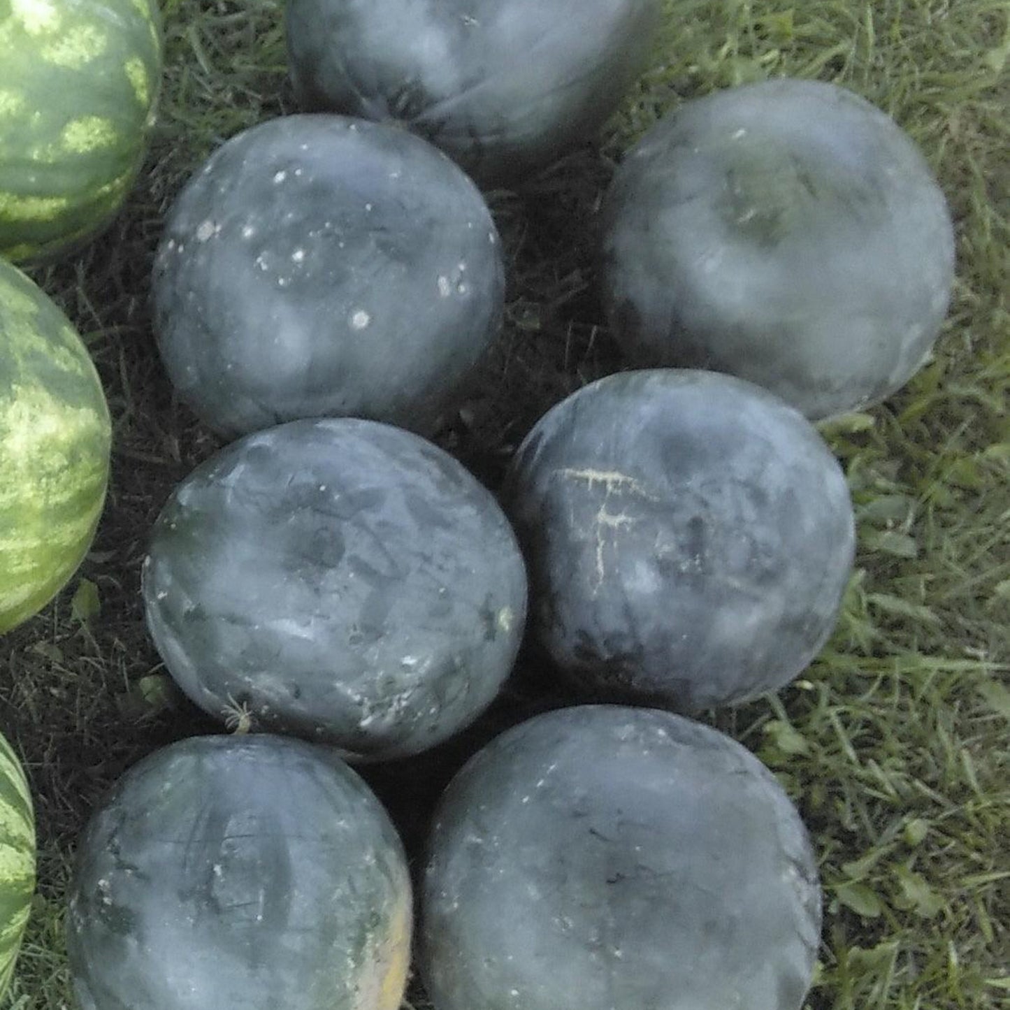Build Your Own Heirloom Seed Collection