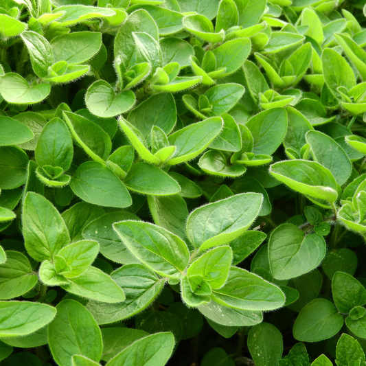 Close up of sweet marjoram plant in the garden