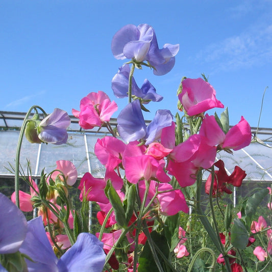 Royal Family Mix sweet pea flowers in pastel pink, lavender, and purple growing on climbing vines in garden