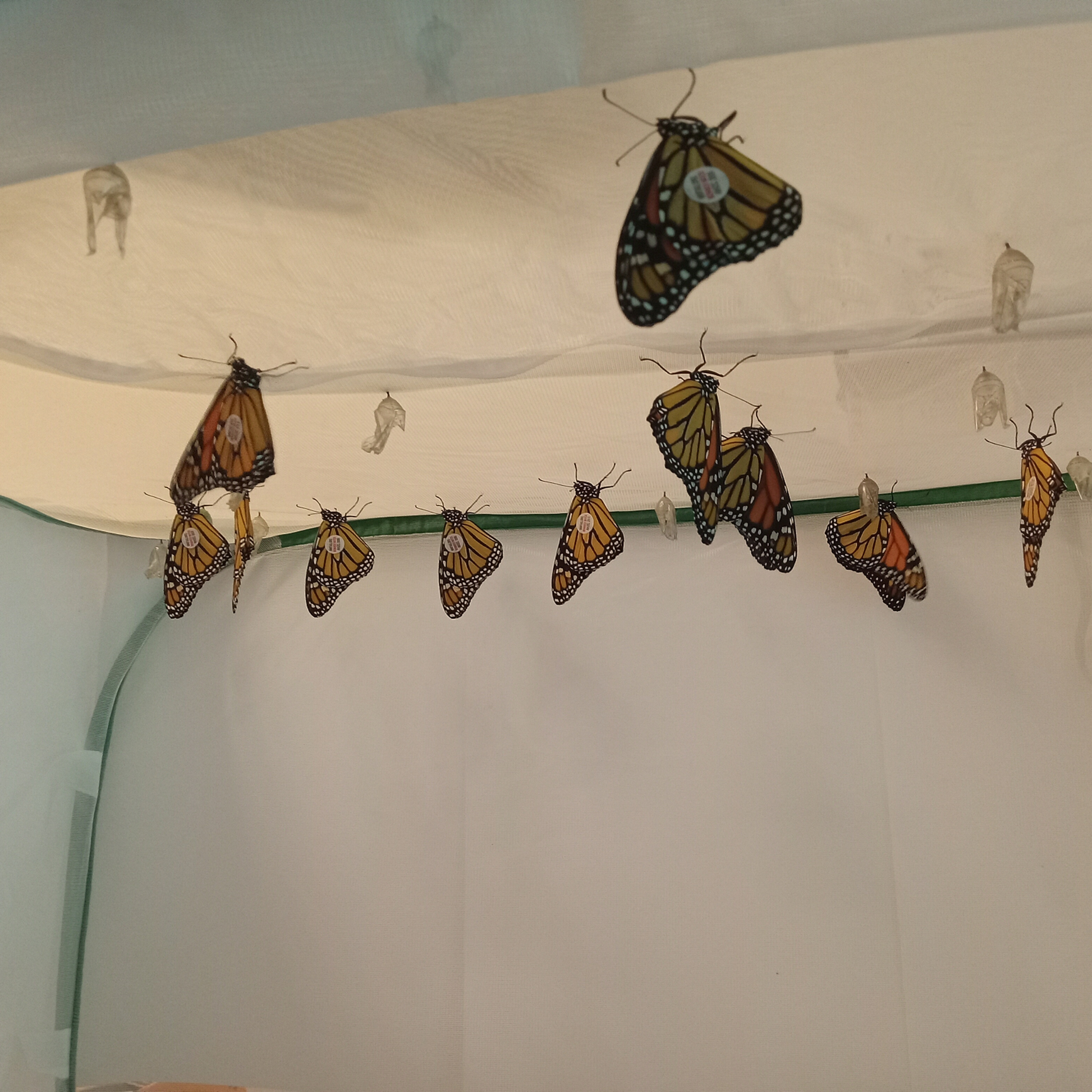 Tagged monarch butterflies with tracking tags used for migration research