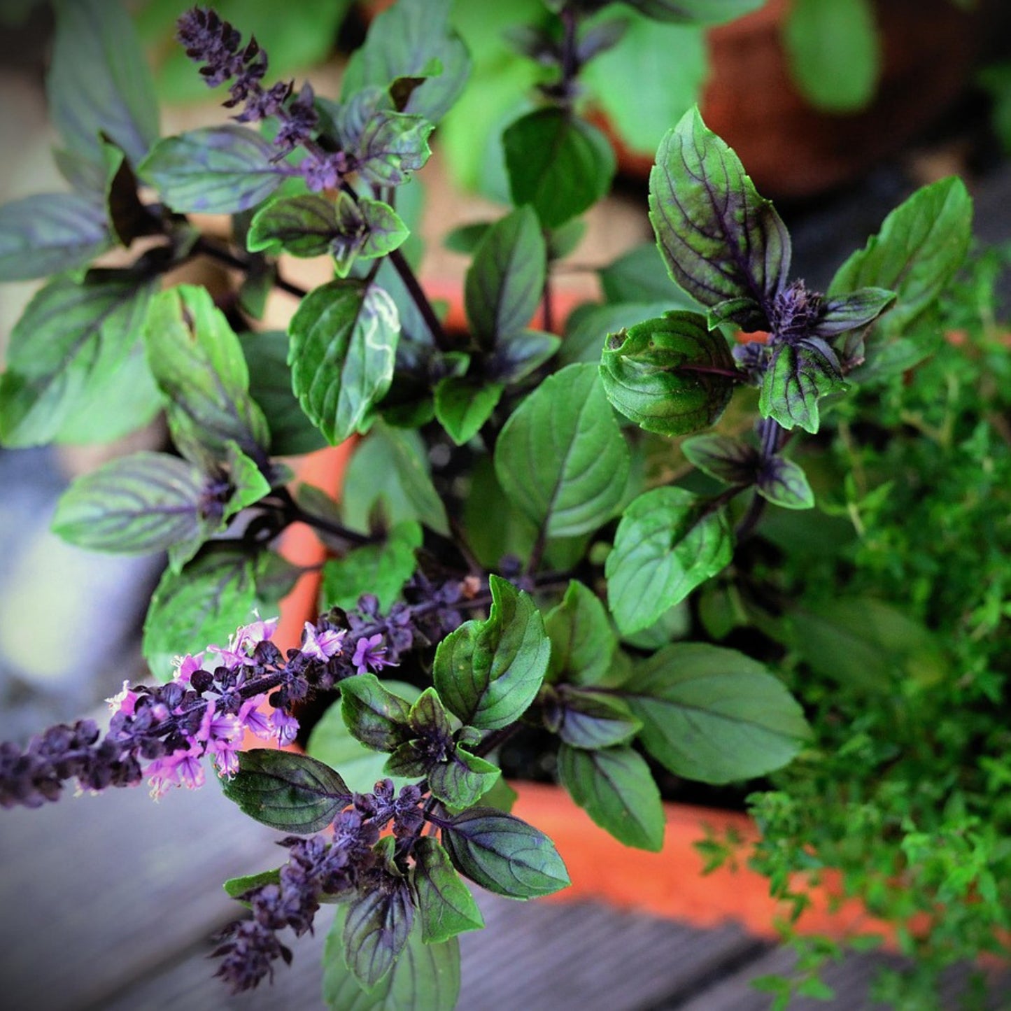 Thai basil growing in a pot alongside other fresh culinary herbs in a container garden