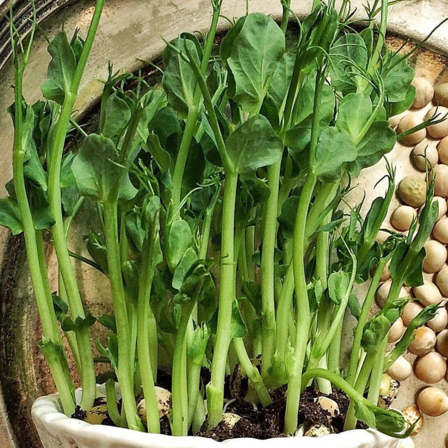 Build Your Own Heirloom Seed Collection