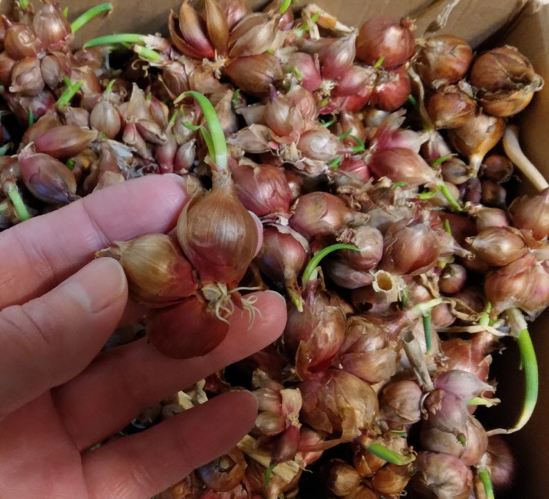 Red Catawissa Walking Onions