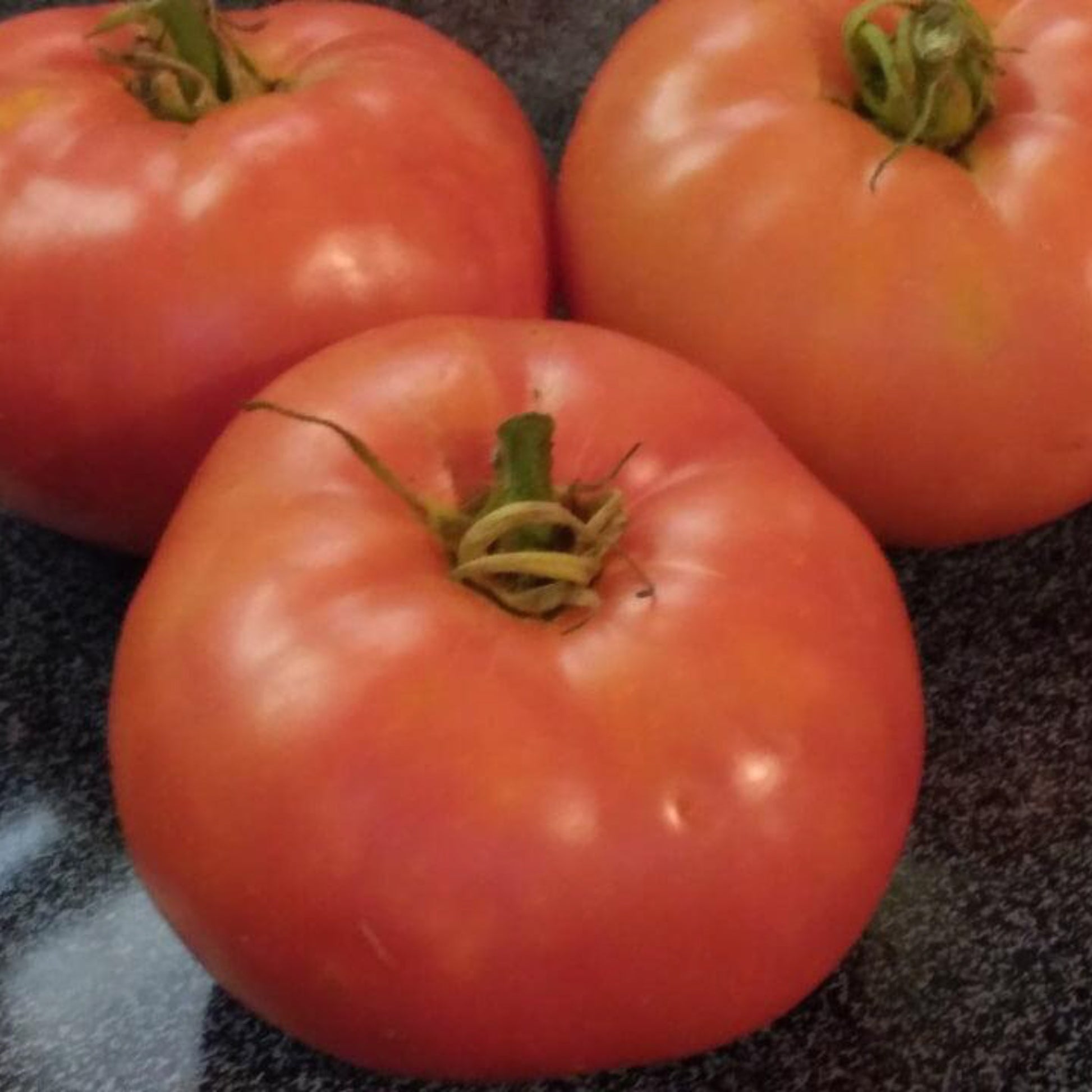 Three ripe Watermelon Beefsteak Tomatoes with a vibrant pinkish-red flesh and a smooth, round shape.