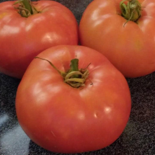 Three ripe Watermelon Beefsteak Tomatoes with a vibrant pinkish-red flesh and a smooth, round shape.